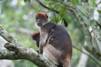 Capuchin Monkey