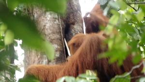 Infant peering at its mother using stick tool