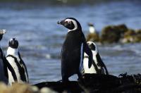 African Penguin Adult