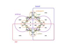 Where Maize Diversity Is Located