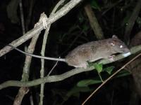 Muller's Rat