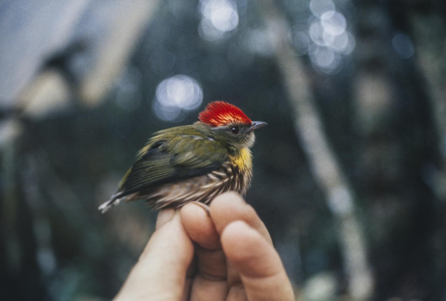 Unique Song Reveals New Manakin Species