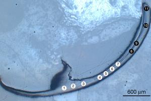 What is a bio-metal? exploring the metallic mystery of an ancient maw
