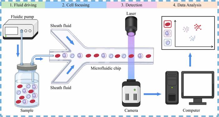 System architecture and workflow of microfluidic flow cytometry.