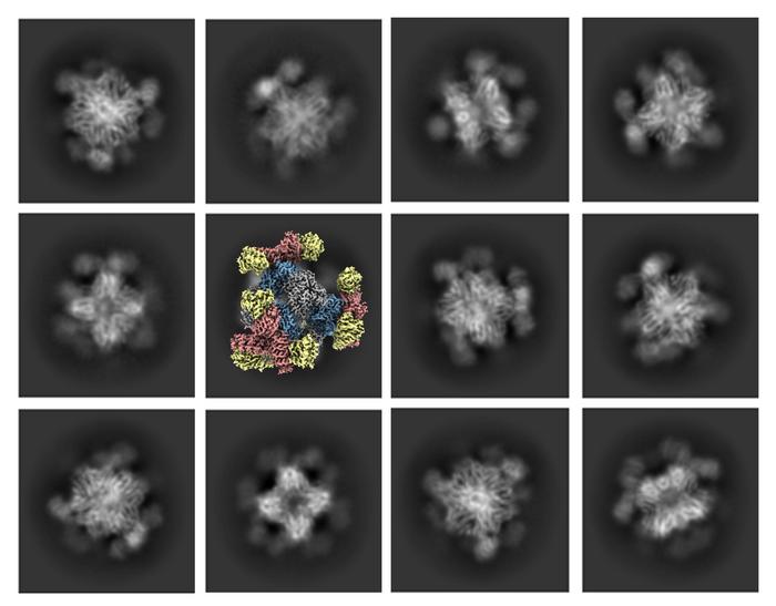 Small Protein Scaffold