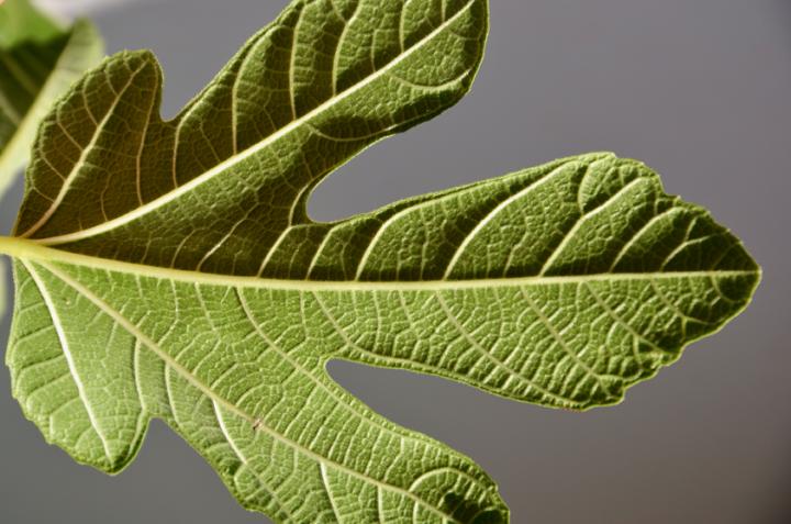 Newly Discovered Regulation Process Explains Plant Development