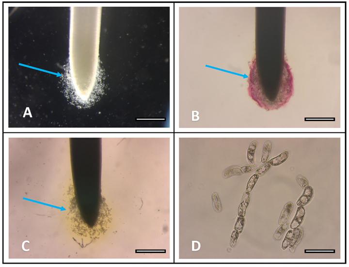 Lead Trapping by Border Cells