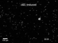 dSi, Induced
