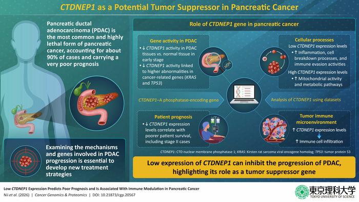 CTDNEP1 gene influences pancreatic cancer progression