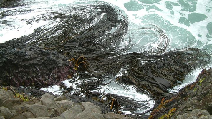 Attached Kelp
