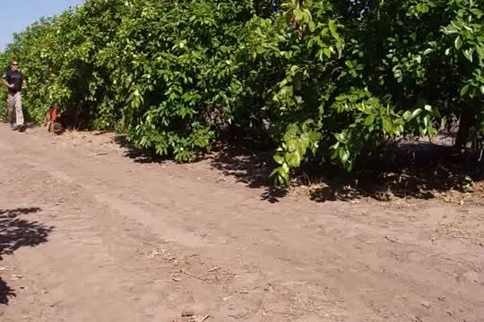 ARS Dog Dectector of Citrus Greening