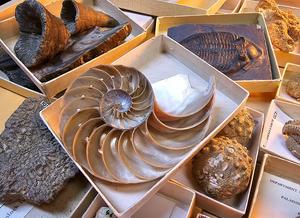 Collection of invertebrate specimens, B