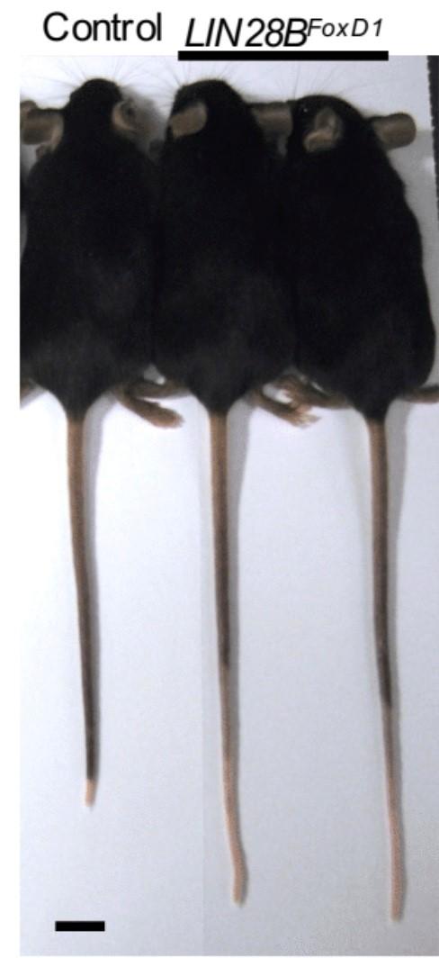 Long-tailed mice