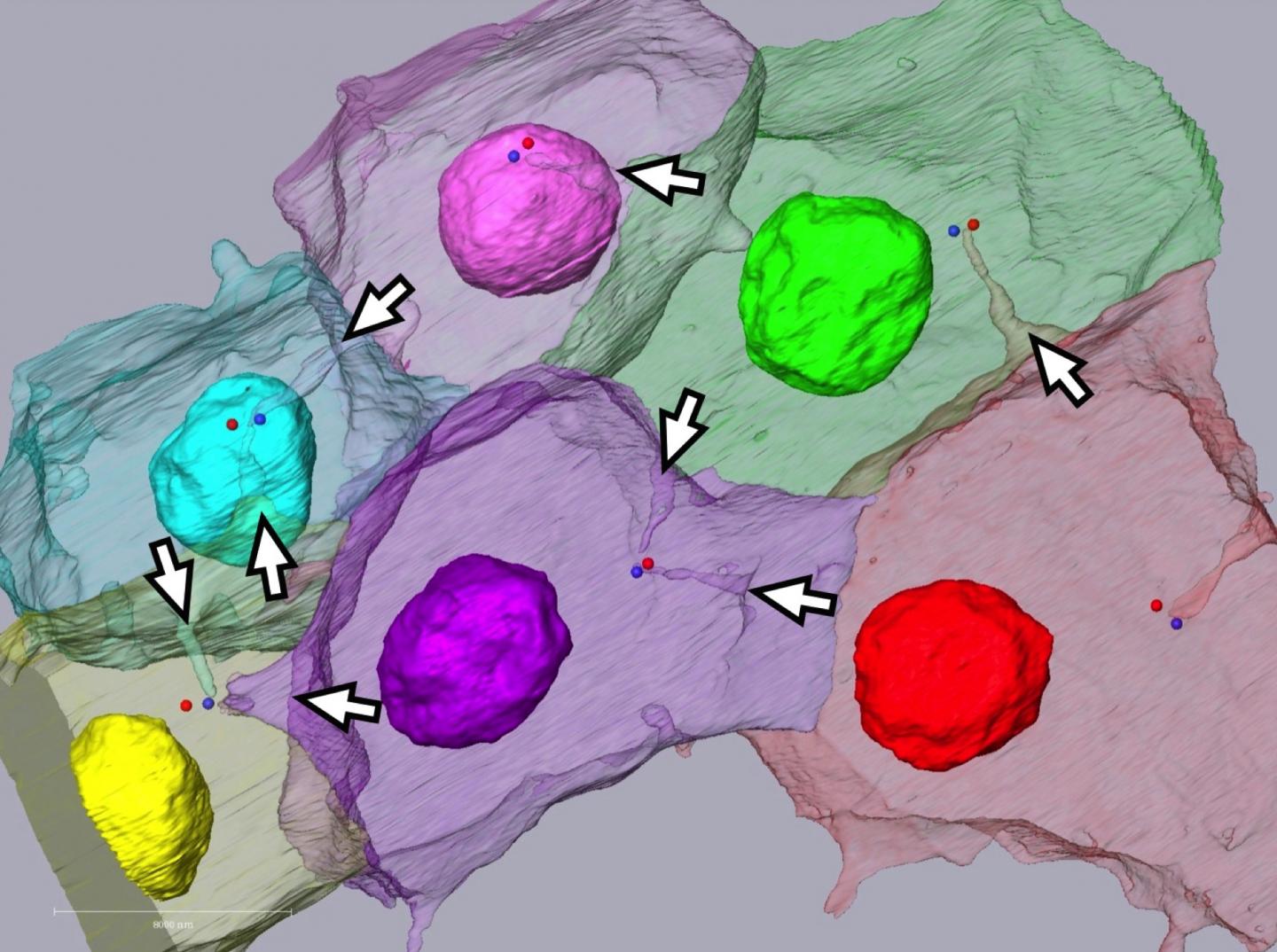 The Unique Cell Membrane Structure 'Invaginations'