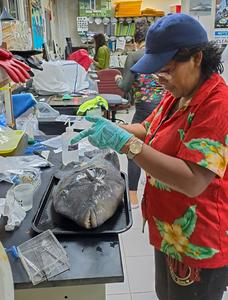 STRI researcher Brígida de Gracia studying fish samples in the laboratory