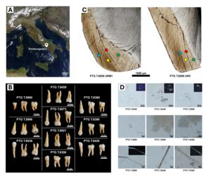 Health and lifestyle in the Iron Age Italian community of Pontecagnano (Campania, Italy, 7th-6th century BCE)