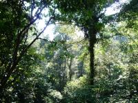 Species-Rich Rainforests of Mount Halimun Salak National Park, Java, Indonesia