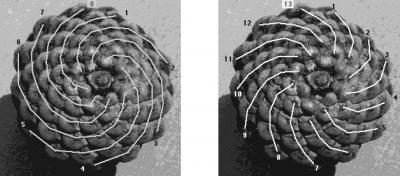 The Fibonacci Numbers Found in Nature