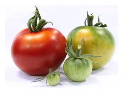 Why Do Supermarket Tomatoes Taste Like Cardboard? (2 of 9)