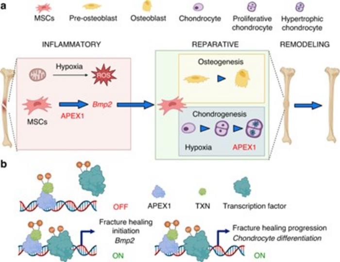 Apex1-mediated redox signaling regulates fracture healing