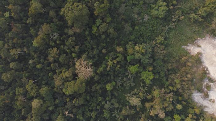 Tropical Forest degradation and regeneration