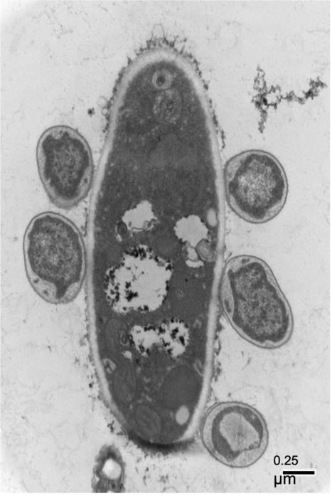 Cyanoraptor cells attack ambush