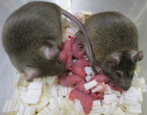 Mouse offspring