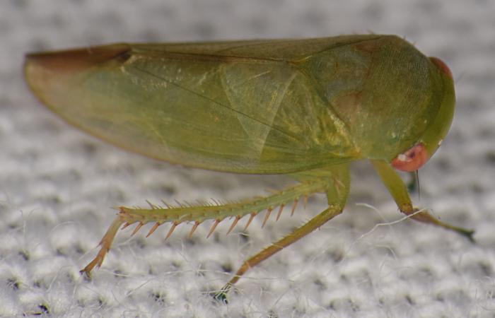 Batracomorphus chloros