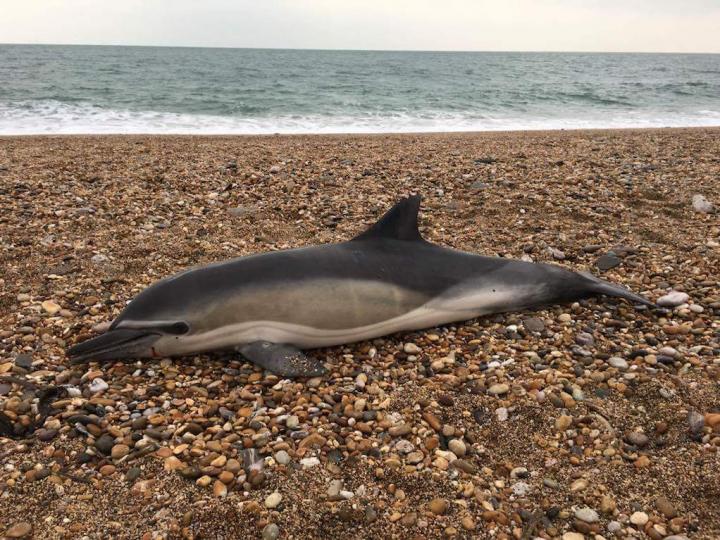 Common Dolphin