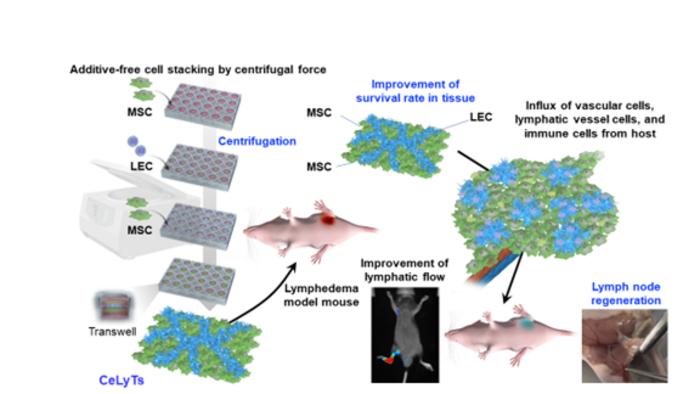 Bioengineered tissue for lymphedema treatment