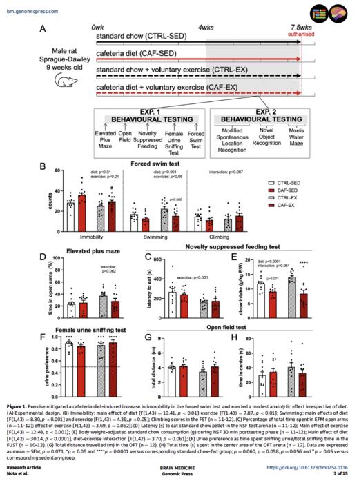 Exercise mitigated a cafeteria diet–induced increase in immobility in the forced swim test and exerted a modest anxiolytic effect irrespective of diet.