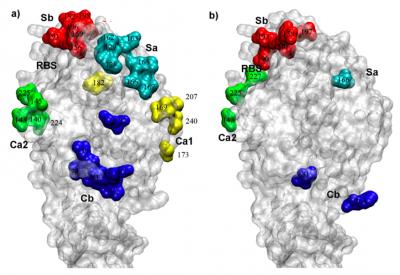 H1N1 Hemagglutinin