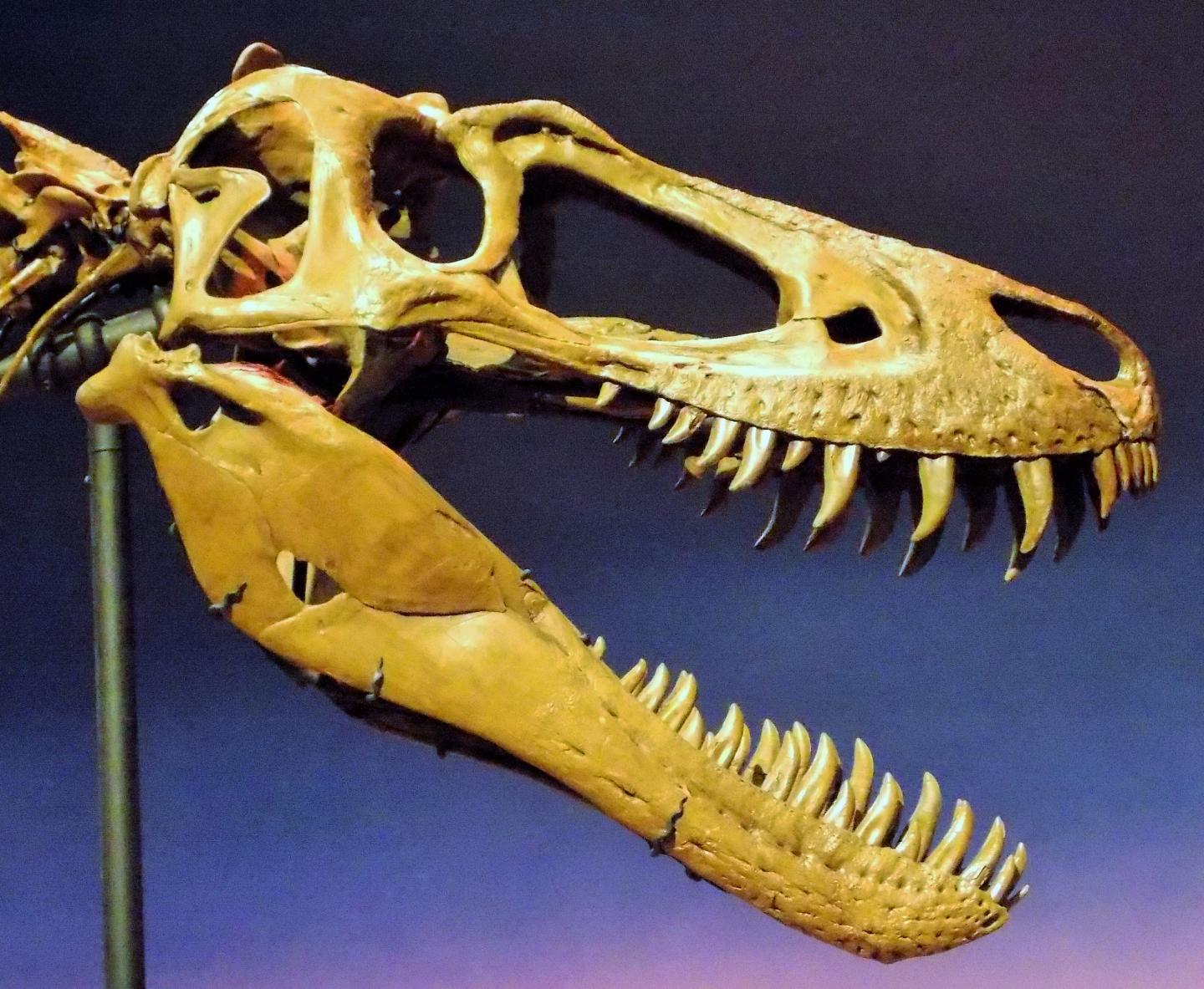 Bone Analysis Suggests Small T. Rexes Were Not a Separate Genus; They Were Kids (2 of 5)
