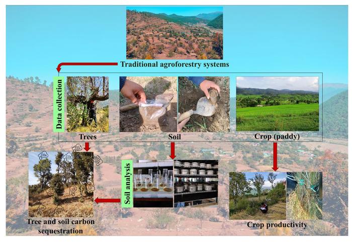 Tree diversity, carbon sequestration and production potential of Oryza sativa L. in traditional agroforestry systems of Garhwal Himalaya, India
