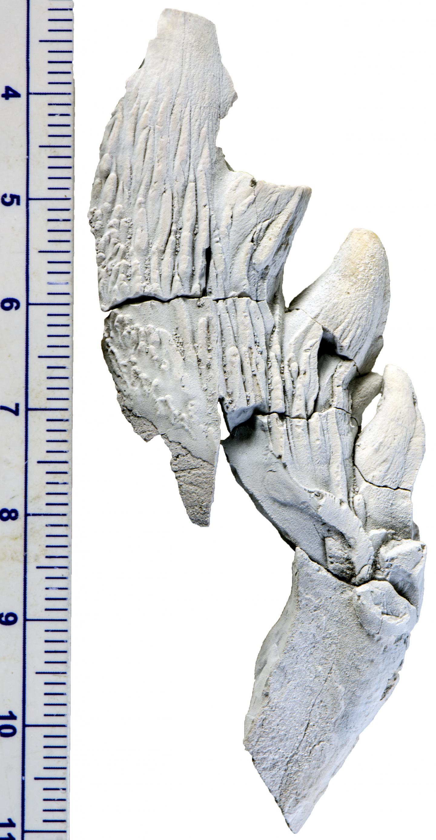 Fossil Whale Tooth