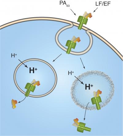 New Explanation for Key Step in Anthrax Infection Proposed by NIST and USAMRIID