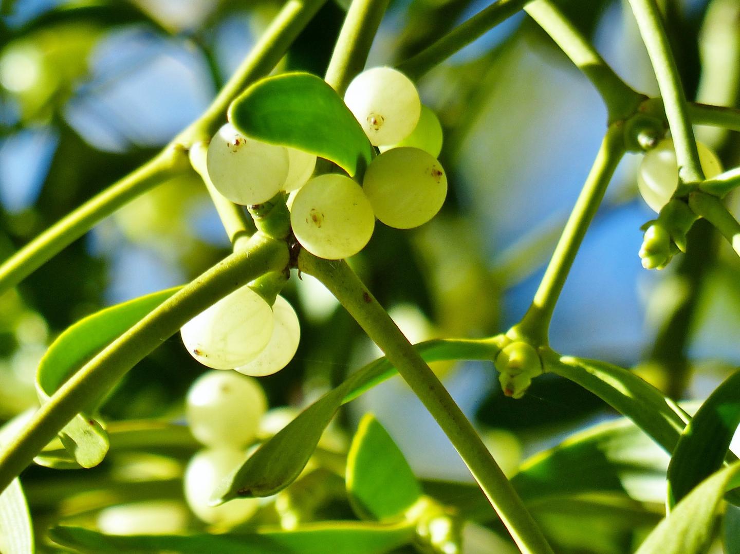 Mistletoe