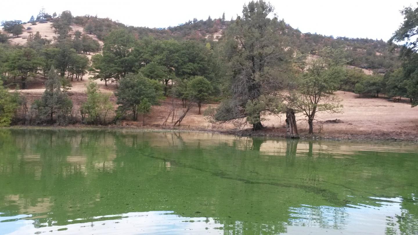 Toxic Algal Bloom