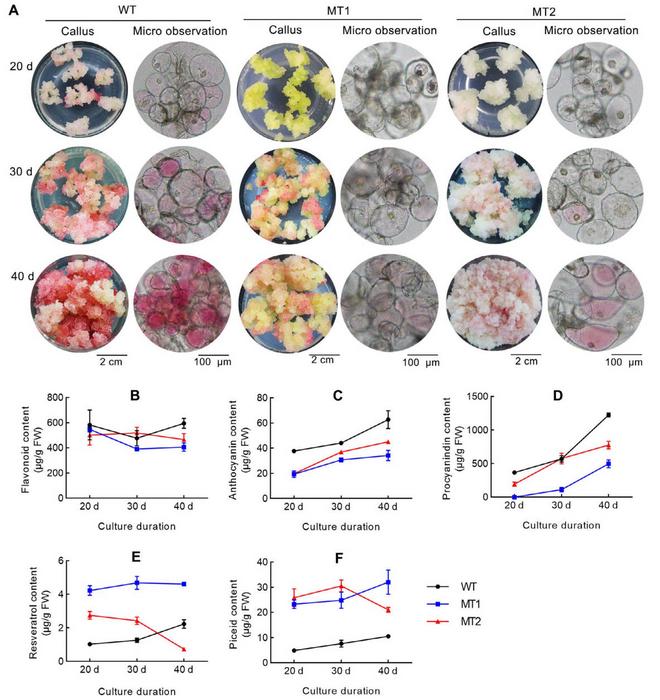 Phenotypes of mutant cell lines and determination of target metabolites at different culture durations.