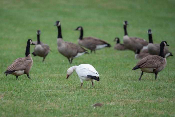 How nature lovers can aid ecology with an assist from AI