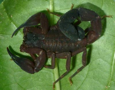 <i>Tityus (Atreus) crassicauda</i> (2 of 2)