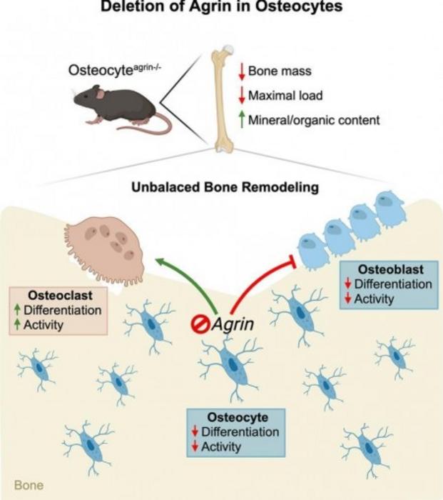 Researchers identify protein essential for balancing bone tissue
