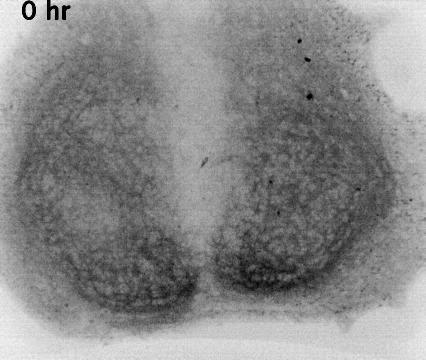 Voltage Rhythms Measured using Fluorescent Sensor Proteins