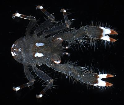 <i>Lauriea teresae</I>