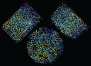 mouse brain vasculature
