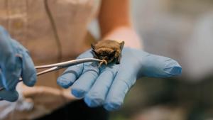 Bat munching on meal worm