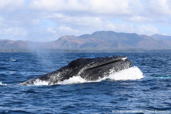 Humpback whale