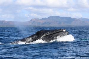 Humpback whale