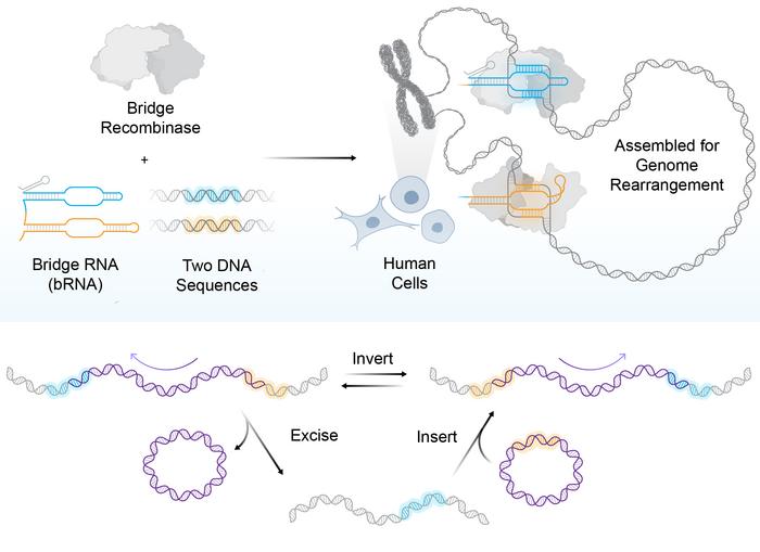 Bridge recombinases