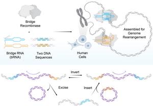 Bridge recombinases